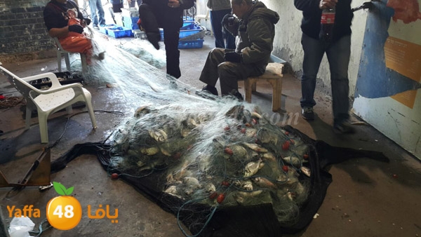 samak yaffa 3j53 (4).JPG